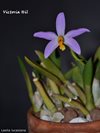 Laelia lucasiana (O&M)